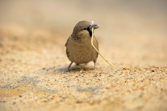 Sociable weaver (Philetairus socius), adult with nesting material, native to South Africa, captive