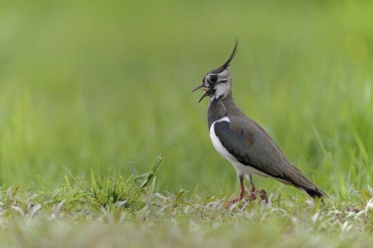 Northern lapwing (Vanellus vanellus) standing in meadow, Emsland, Lower Saxony, Germany