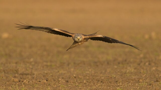 Red kite (Milvus milvus), flying over a field, Extremadura, Spain