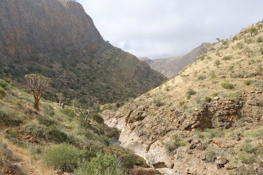 Quiver Tree Canyon, Naukluft Mountains, Namibia, Africa