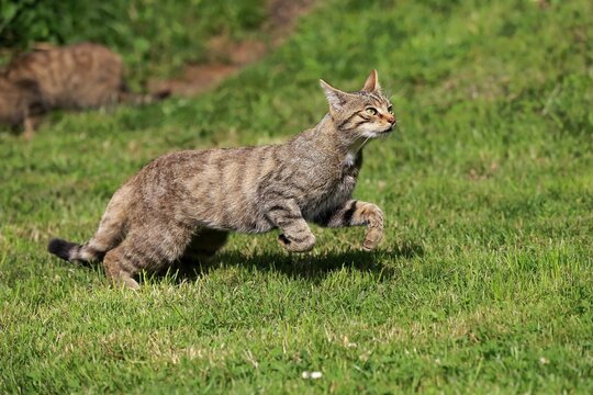 European Wildcat (Felis silvestris silvestris), adult, jumping, Surrey, United Kingdom