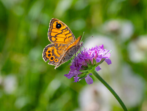 Lasiommata megera the wall brown butterfly on scabiosa blossom 