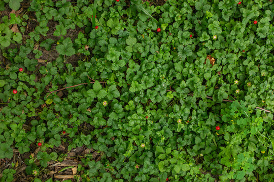 Dense green strawberry leaves with small ripe red berries on forest floor, low angle top down view of wild plants and soil.
