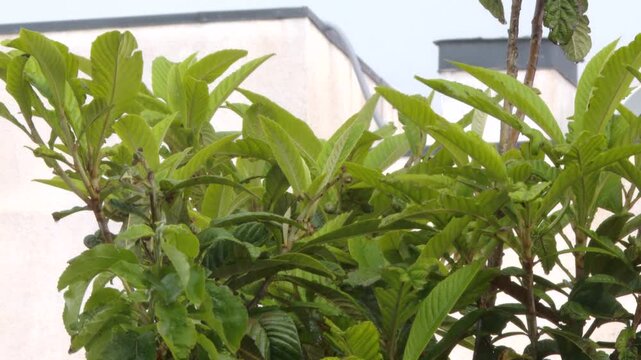 Green loquat tree leaves blowing in wind