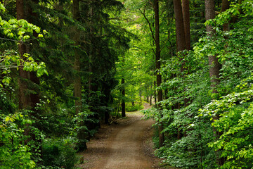 Obraz premium Forest Path in Fairytale Woodland – Moody Pine and Spruce Summer Landscape Background