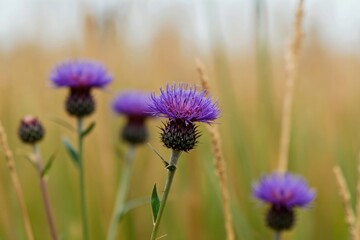 Fototapeta premium Purple knapweed flowers bloom in a sunlit meadow with tall grass. Wild flora in nature with soft bokeh background and detail on spiky plant stems. Seasonal botany.