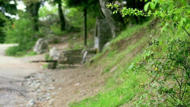 Rack focus transition from tree leaves to a spring in the forest. Tranquil scene, nature concept.