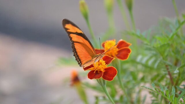 Julia butterfly (Dryas iulia), a beautiful Julia butterfly (Dryas iulia) delicately feeding on a small flower in a garden, 4k slow motion video.