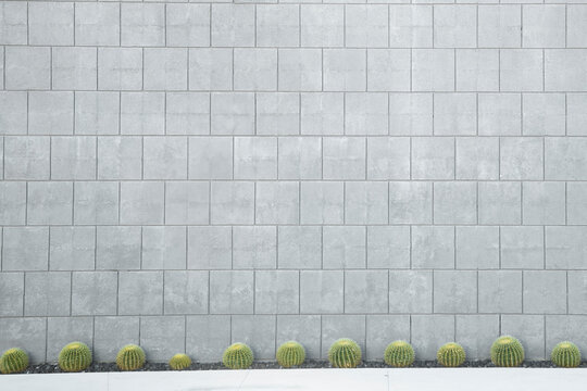 Minimal cactus row against a pale concrete wall