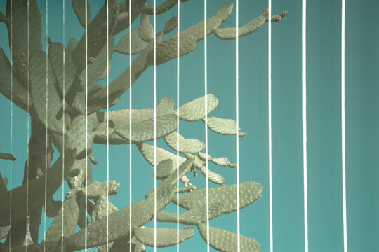 Palm Springs mid century cactus double exposure in blue tones
