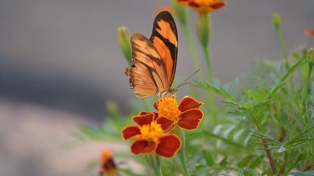 Julia butterfly (Dryas iulia), a beautiful Julia butterfly (Dryas iulia) delicately feeding on a small flower in a garden, 4k slow motion video.