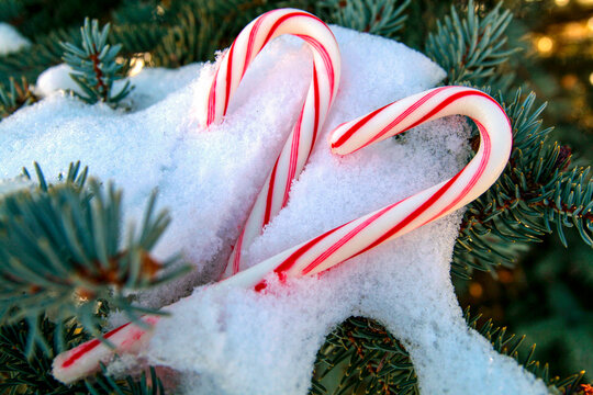 Candy canes nestled in artificial snow and evergreen branches