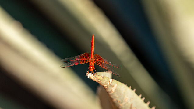 Libellule Crocothemis erythraea r&eacute;gion du Brandberg en Namibie