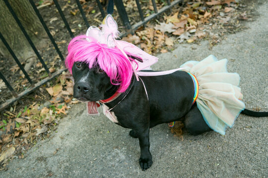 Small black dog wearing a pink wig and tutu