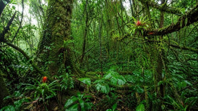 Lush Tropical Rainforest With Bromeliads
