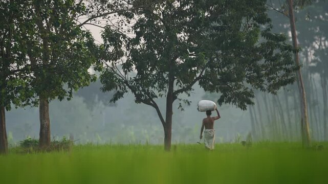 Bogura, Bangladesh - 11 December 2023: View of a man carrying a white sack on his head while walking through lush green fields and misty trees in the rural countryside.