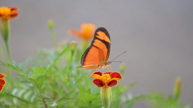 Julia butterfly (Dryas iulia), a beautiful Julia butterfly (Dryas iulia) delicately feeding on a small flower in a garden, 4k slow motion video.
