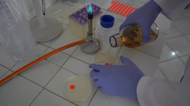 Scientist in gloves pours liquid agar into a Petri dish near an active Bunsen burner. Authentic B-roll highlighting sterile microbiological techniques, biotechnology, and laboratory research.