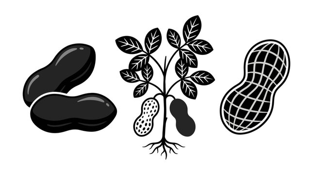 Organic peanut plant with roots and whole peanuts in shells monochromatic