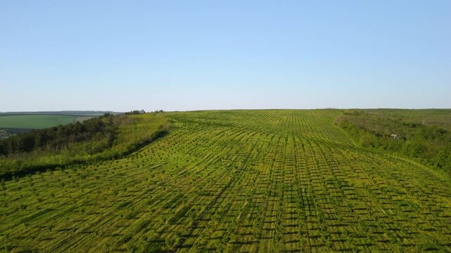 Aerial view of green walnut orchard on rolling hills landscape in Moldova