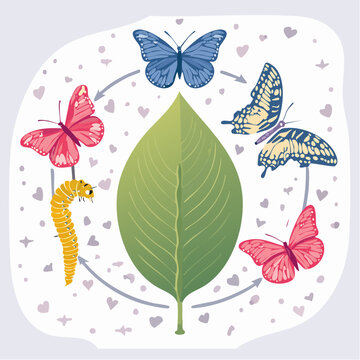 Butterfly Life Cycle Illustration