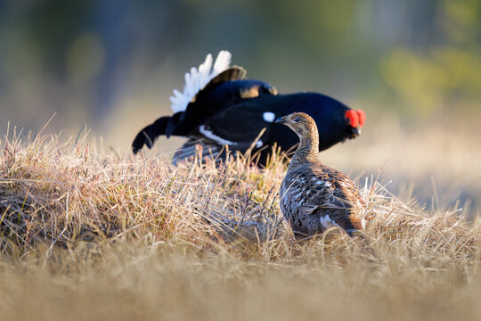 Black grouse (Lyrurus tetrix) at lek