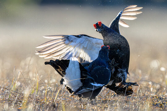 Black grouse cock fight (Lyrurus tetrix) at lek
