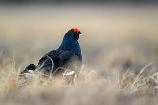 Black grouse (Lyrurus tetrix) at lek