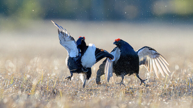 Black grouse cock fight (Lyrurus tetrix) at lek