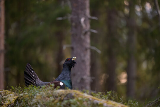 The western capercaillie cock (Tetrao urogallus)