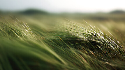 Fototapeta premium Close up of vibrant green blades of grass swaying in a gentle breeze across an open field, bathed in soft, natural light, serene atmospheric image