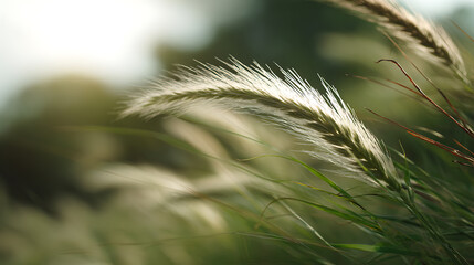 Fototapeta premium Sunlit Wheat Field Close-up: Golden Hour Glow on Grain Stalks in Nature, Soft Focus Background, Serene Rural Outdoor Landscape View