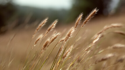 Fototapeta premium Golden grain stalks sway gently in a sunlit field, showcasing the beauty of natural outdoor environments and agricultural abundance at sunset