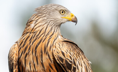 Fototapeta premium Red kite (Milvus milvus) photographed in Spain