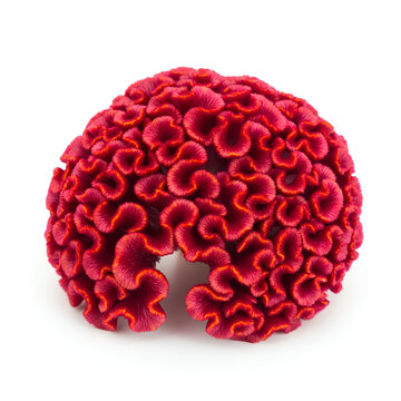 Vibrant red cockscomb flower head isolated on white background 5.