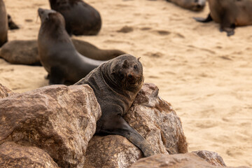 Fototapeta premium Otaries sur la pointe du Cape Cross région de Kunene Namibie