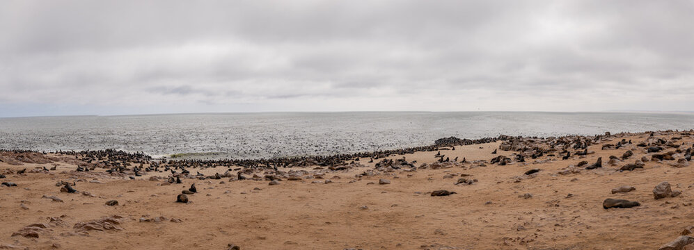 Otaries du Cape Cross r&eacute;gion de Kunene Namibie