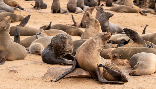 Otaries sur la pointe du Cape Cross r&eacute;gion de Kunene Namibie
