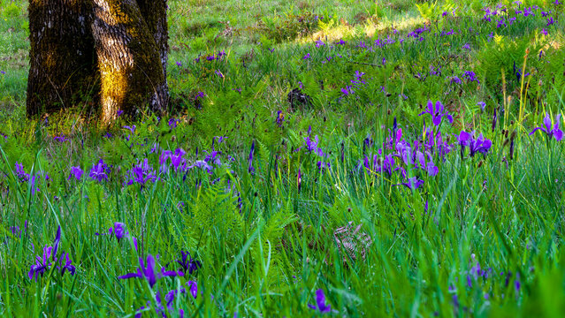 Tough-leaf Iris (Iris tenax) and Oregon White Oak (Quercus garryana) trunk.
