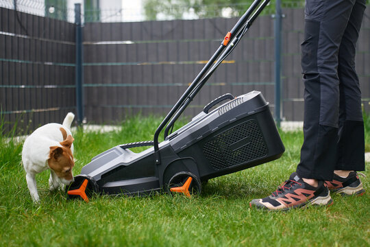 Small dog sniffs lawn mower near person standing on backyard grass