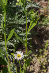 Bellis perennis resting on the sunny day in the morning © Enjoy_Travel