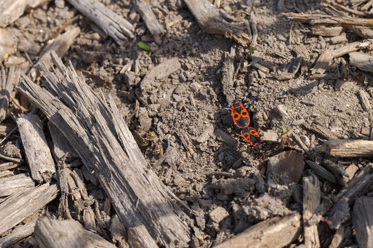 Pair of Pyrrhocoris apterus on the trip outside