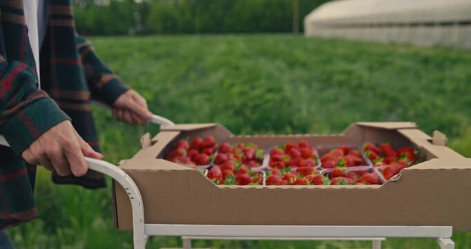 Two people are in a strawberry field picking berries and handing them to each other while enjoying the sunny weather