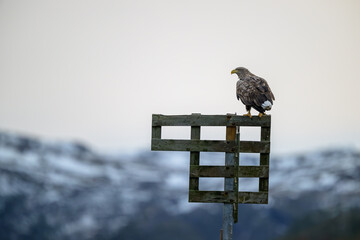 Norwegian white-tailed eagle (Haliaeetus albicilla) © STUEDAL