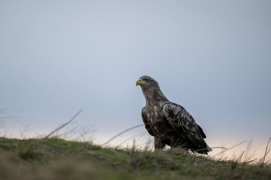 Norwegian white-tailed eagle (Haliaeetus albicilla)