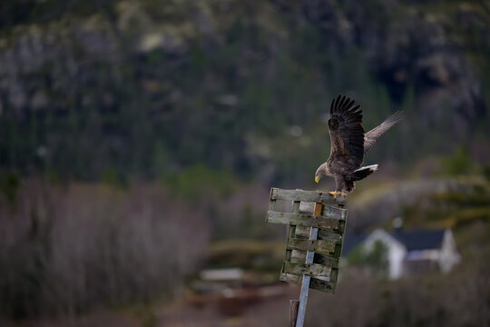 Norwegian white-tailed eagle (Haliaeetus albicilla)