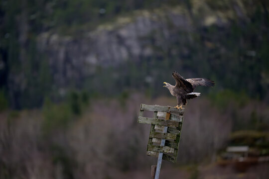 Norwegian white-tailed eagle (Haliaeetus albicilla)