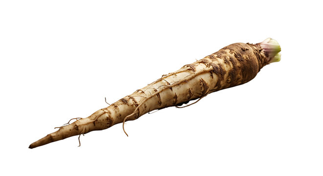 Dried caterpillar or moth pupa on a branch isolated on transparent background