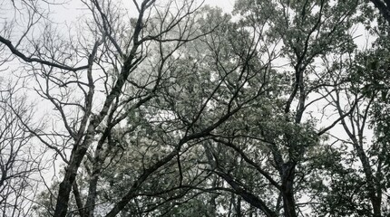 Fototapeta premium Overhead view of trees with bare branches and lush green foliage under a cloudy sky.