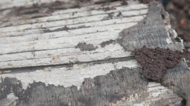 A group of worker termites crawling over the surface of damaged, rotting wood.